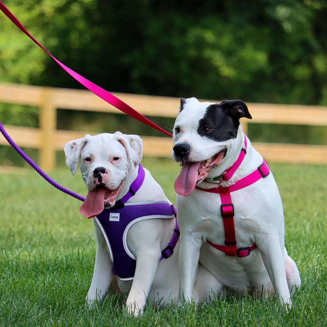 Coastal Single-Ply Dog Leash, Neon Pink