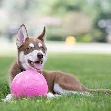 Jolly Ball for Dogs